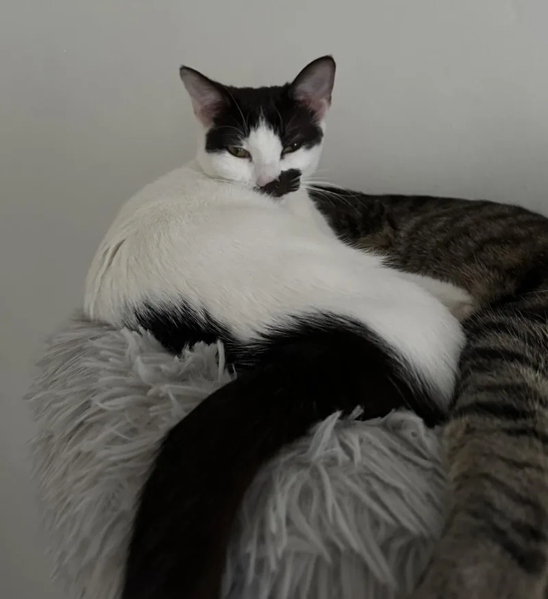 Miso thumbnail 5