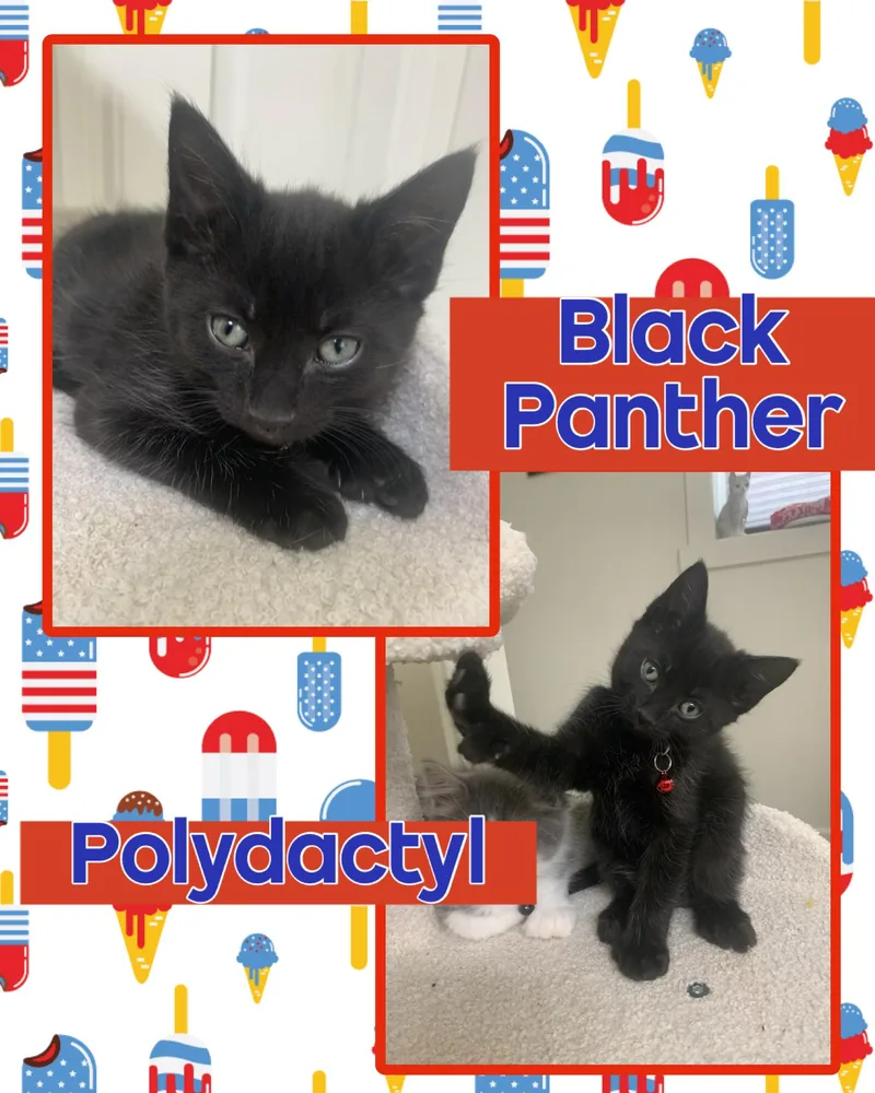 A baby medium-sized female Black Extra-Toes Cat / Hemingway Polydactyl cat named Black Panther for adoption in Pasco, WA
