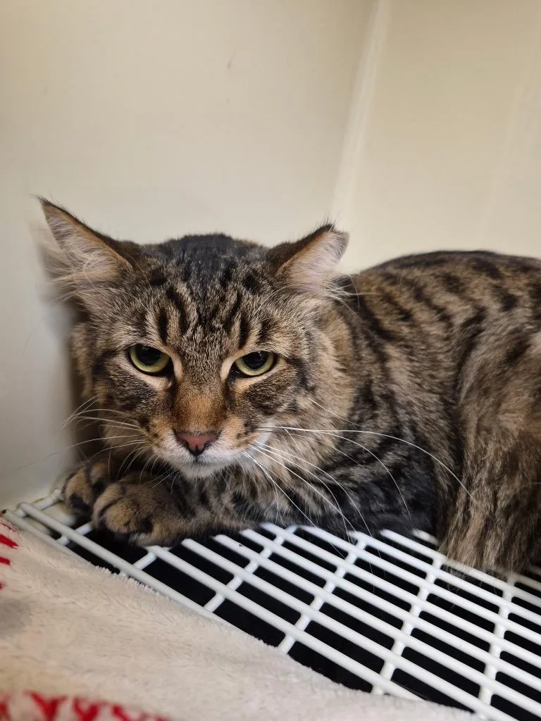 A young medium-sized male Domestic Medium Hair cat named Zag for adoption in Clinton, SC