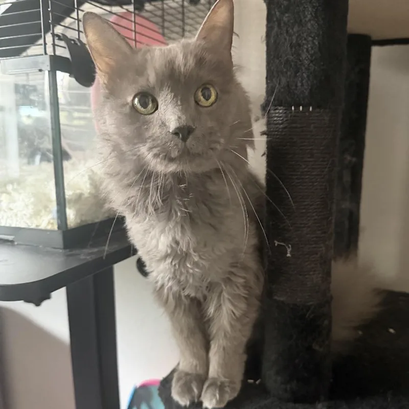 A senior medium-sized male Gray / Blue / Silver Domestic Long Hair cat named Bahadur Rajah for adoption in Deerfield, IL