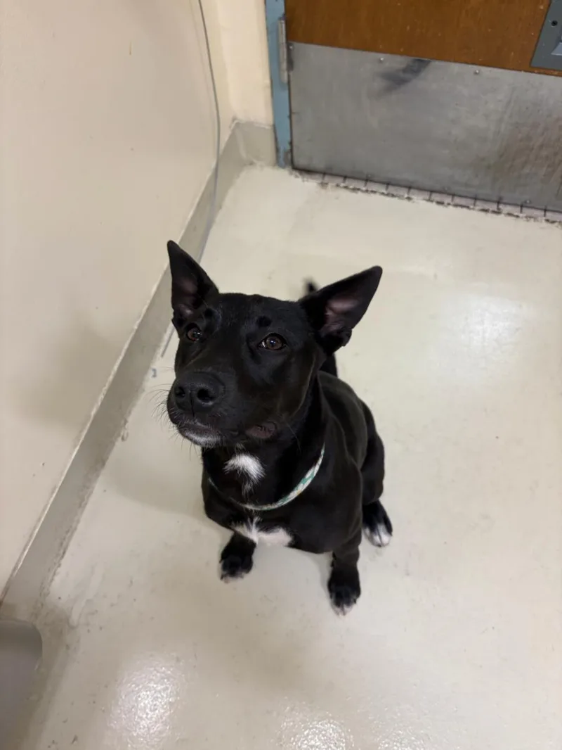 A young medium-sized female Labrador Retriever dog named Luna for adoption in Fremont, CA