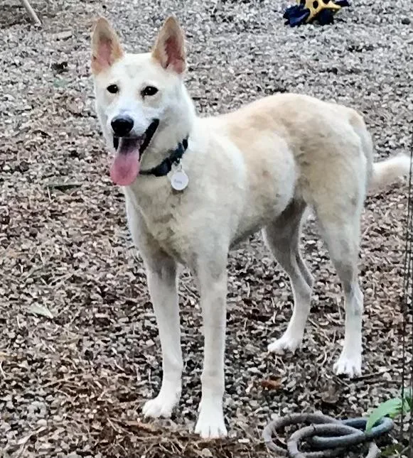 A young medium-sized female White / Cream Husky dog named Zola for adoption in Honeoye Falls, NY