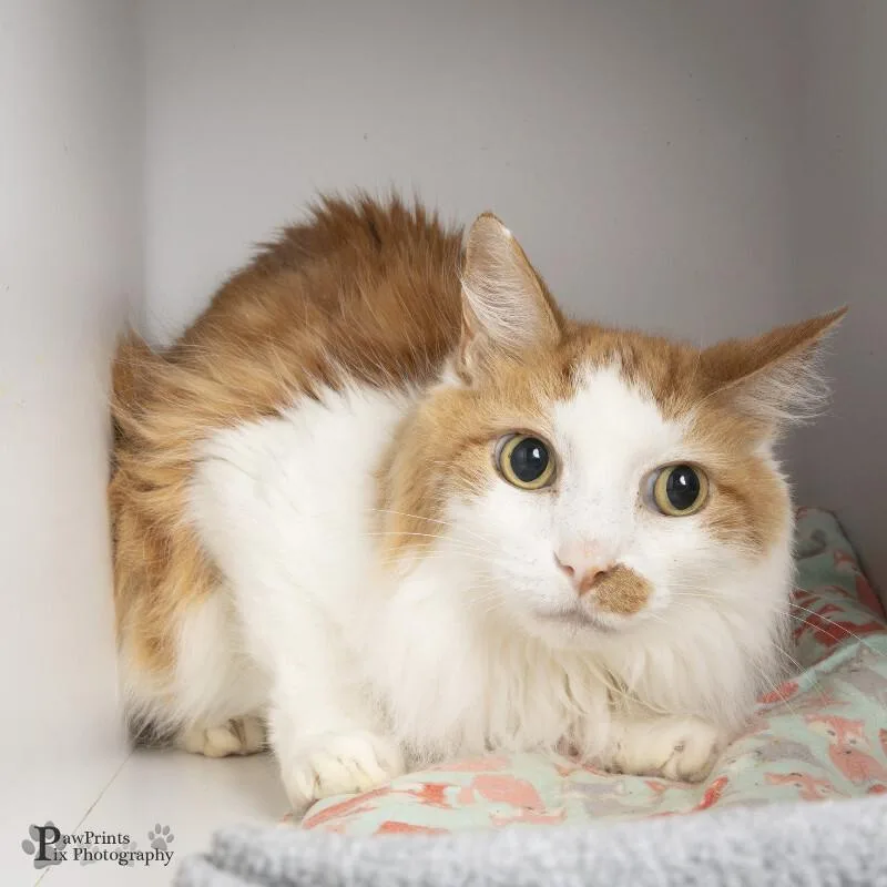 An adult medium-sized male Tabby (Orange / Red) Domestic Long Hair cat named Machli for adoption in Maryville, TN
