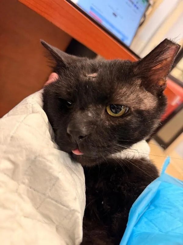 An adult medium-sized male Black Domestic Short Hair cat named Community Clarice for adoption in Cincinnati, OH