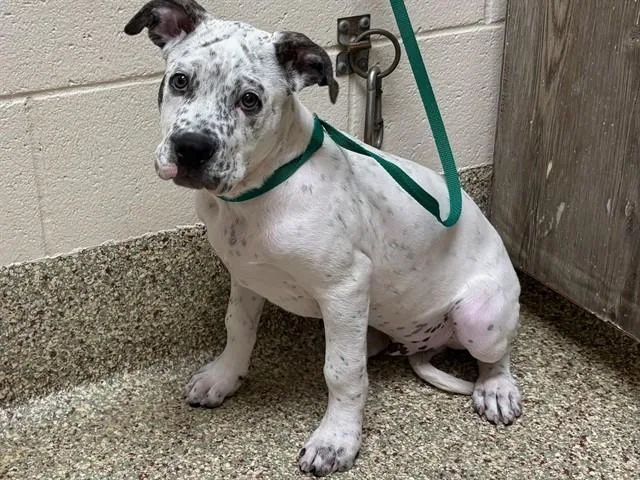 A baby small-sized male American Bulldog dog named Jangles for adoption in Colorado Springs, CO
