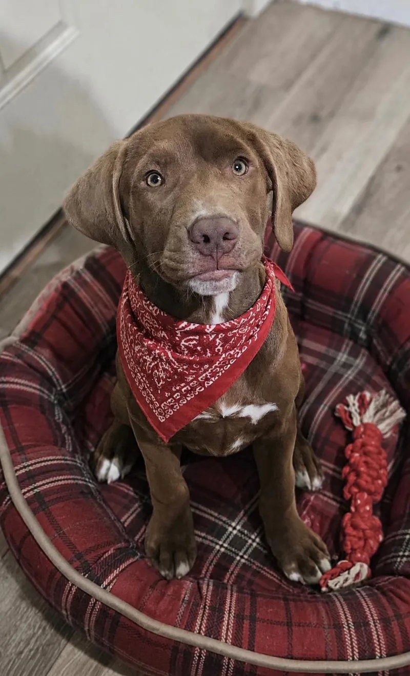 A young medium-sized male Chocolate Labrador Retriever dog named Chocolate Lab Mix for adoption in Mount Laurel, NJ