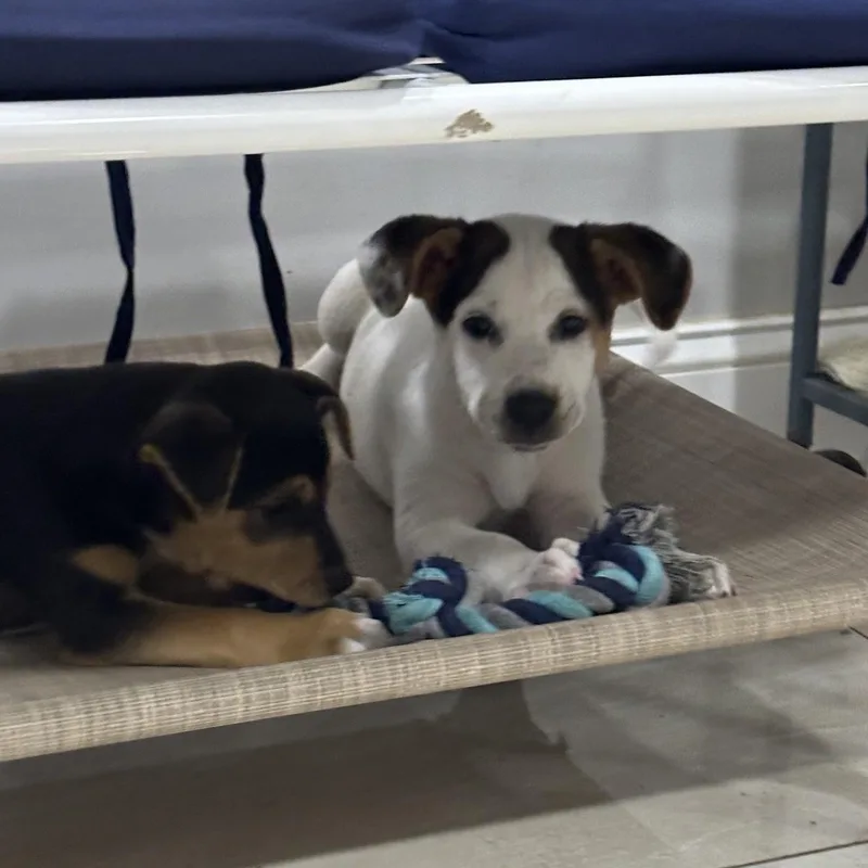 A baby small-sized male White / Cream Beagle dog named Scooter for adoption in Abington, PA