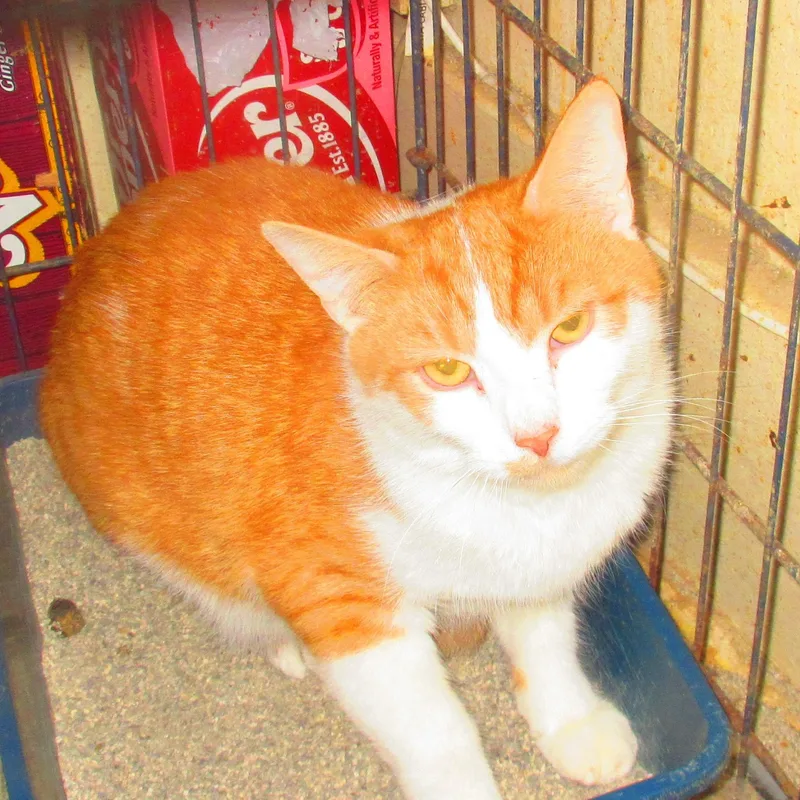 A young medium-sized male Orange / Red Tabby cat named Lord Darcy for adoption in Wyandotte, MI