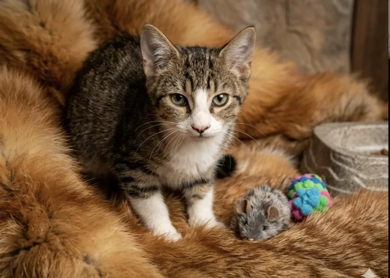 A baby small-sized male Brown / Chocolate Domestic Short Hair cat named Shark Bait for adoption in Chandler, AZ