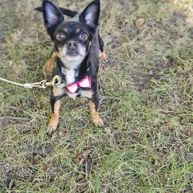 An adult small-sized female Chihuahua dog named Hope for adoption in O Fallon, IL