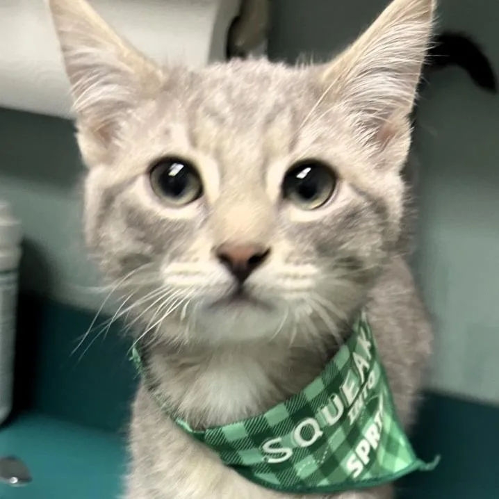 Chandler thumbnail 2