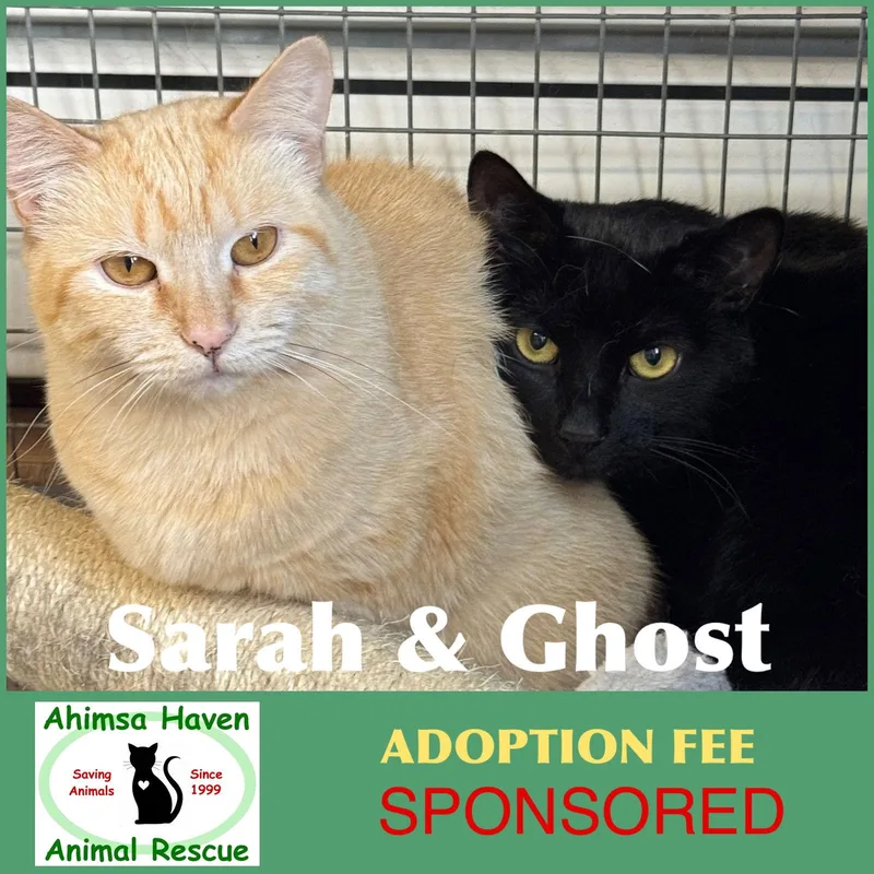 Ghost & Sarah thumbnail 2