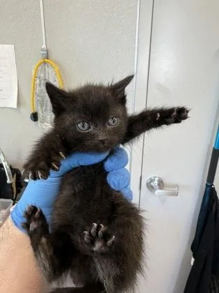 A baby small-sized female Domestic Short Hair cat named Barrel for adoption in Lafayette, IN