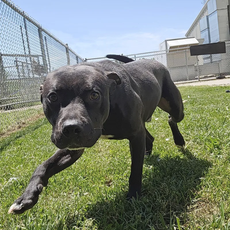 A young medium-sized male Black Pit Bull Terrier dog named Stetson for adoption in Benton Harbor, MI