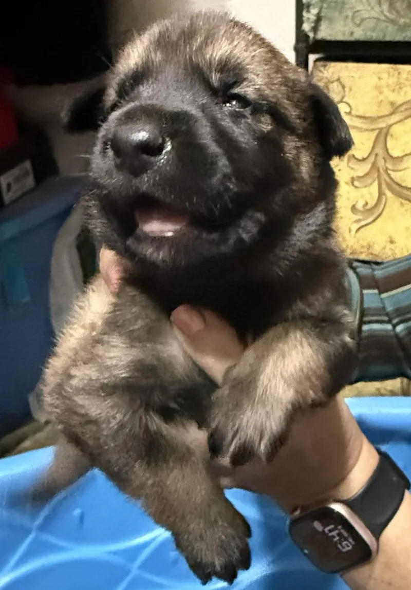 A baby small-sized female Belgian Shepherd / Malinois dog named Elina for adoption in Houston , TX