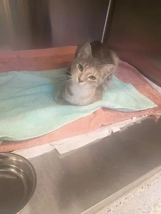 An adult medium-sized female Domestic Short Hair cat named Terri for adoption in Atlanta, GA