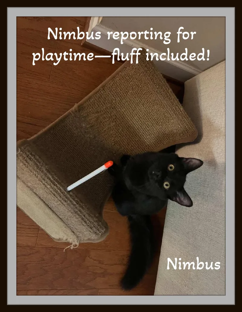 Piper & Nimbus  thumbnail 5