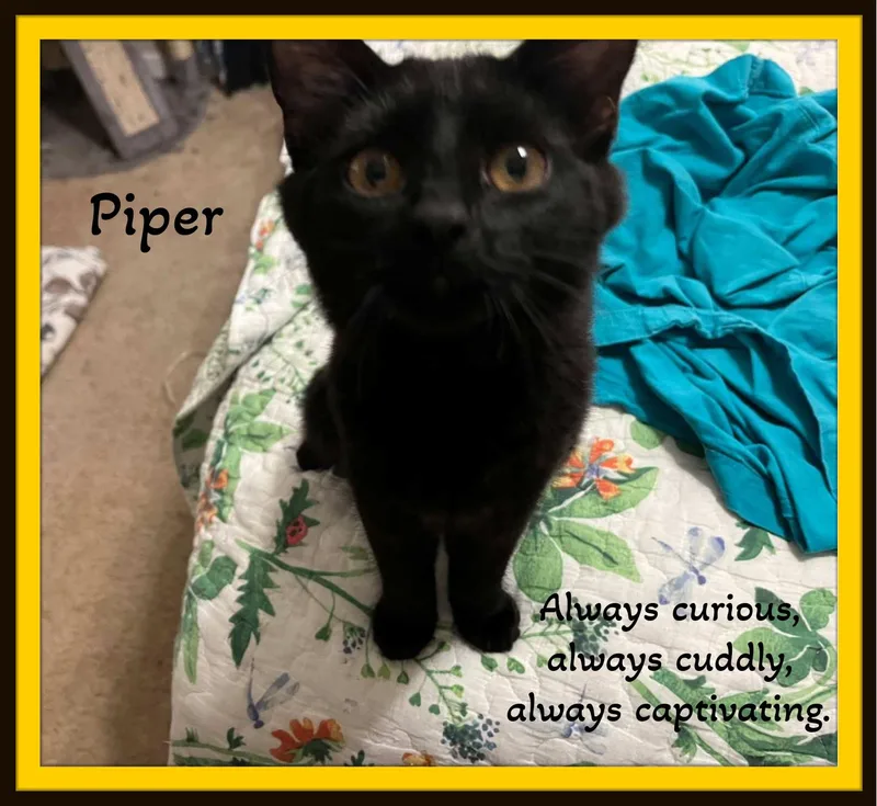 Piper & Nimbus  thumbnail 6