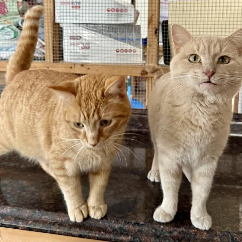 An adult small-sized male Buff / Tan / Fawn Domestic Short Hair cat named Mika for adoption in Talbott, TN
