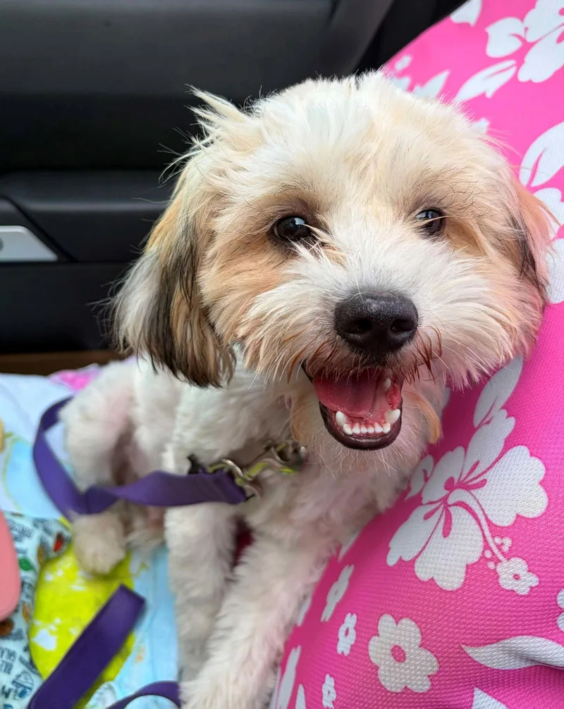 A baby medium-sized male Shih Tzu dog named Roscoe for adoption in Cliffwood, NJ