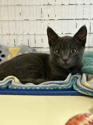 A baby medium-sized male Gray / Blue / Silver Domestic Short Hair cat named Gt for adoption in Chambersburg, PA