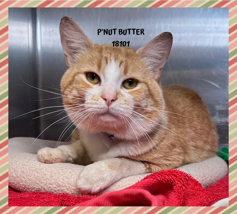 P'nut Butter thumbnail 2