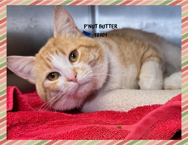 P'nut Butter thumbnail 3