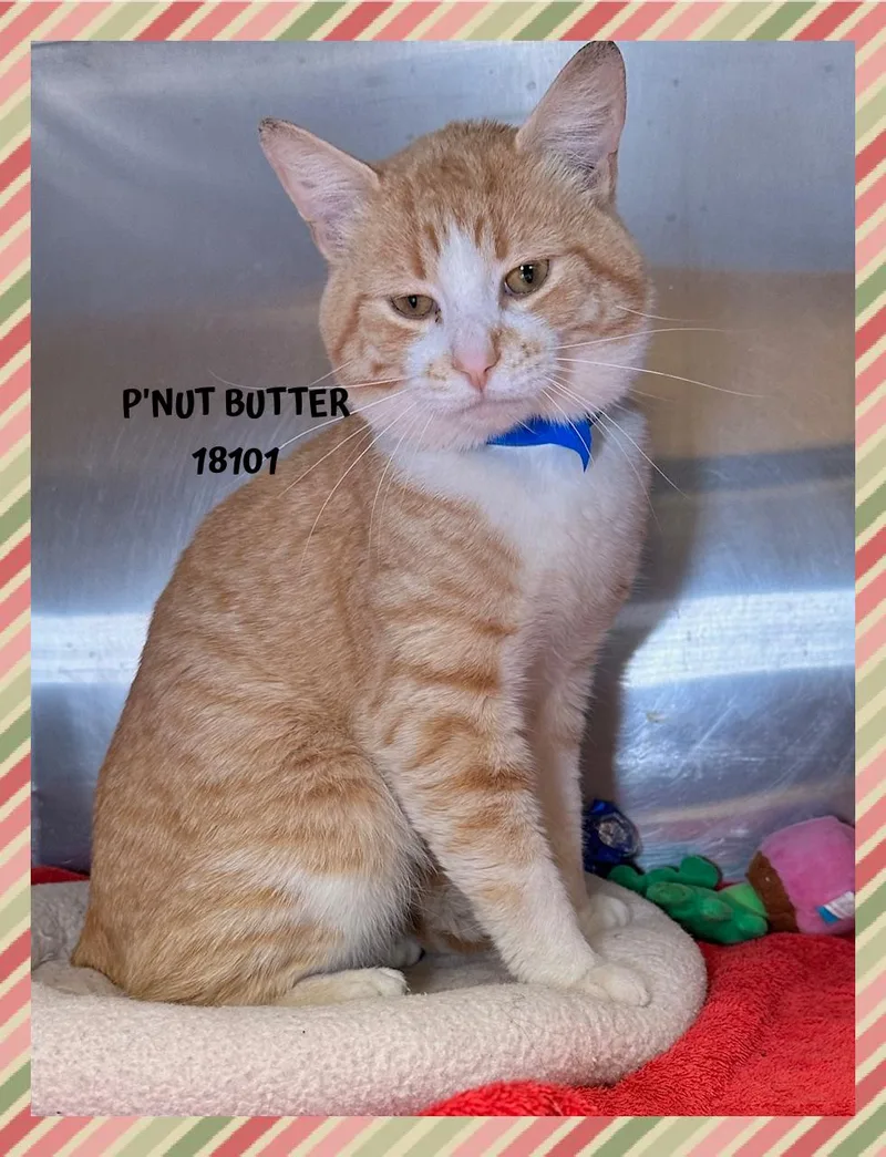 An adult medium-sized male Domestic Short Hair cat named P'nut Butter for adoption in Marietta, GA