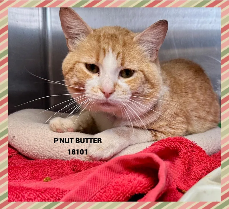 P'nut Butter thumbnail 4