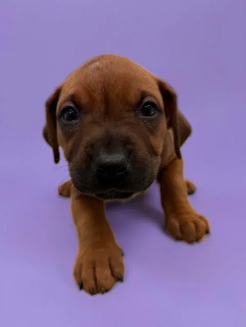 A baby small-sized female Boxer dog named Carly for adoption in Agoura, CA