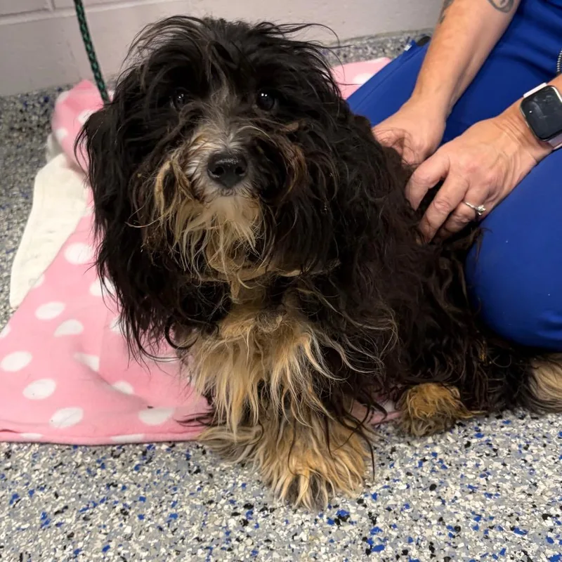 An adult small-sized male Black Mixed Breed dog named Osborne for adoption in Greenville, SC