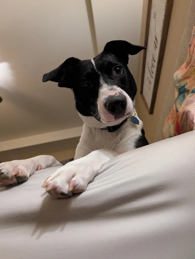 Cami  Sweet  thumbnail 4