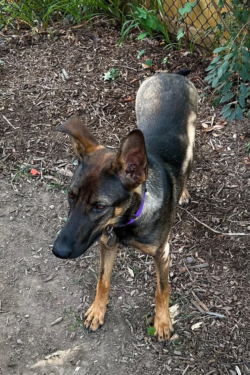 A young medium-sized female German Shepherd Dog dog named Roux for adoption in Centreville, VA