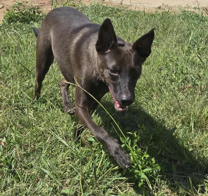 Casey Jones thumbnail 2