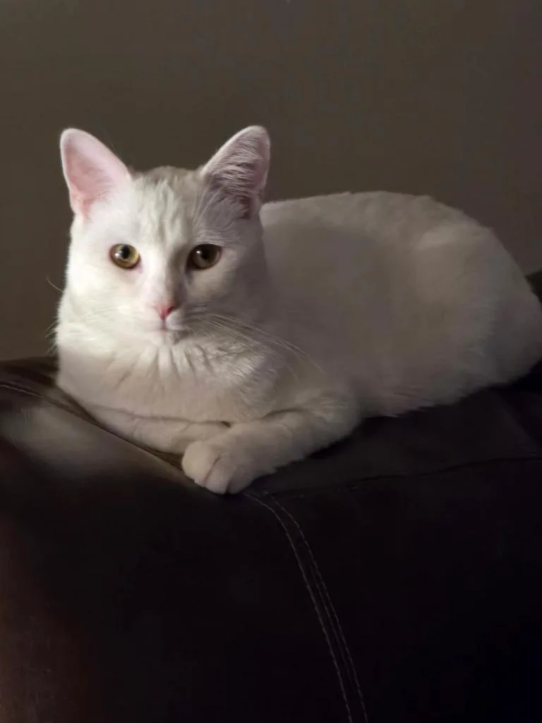 A baby small-sized female Domestic Short Hair cat named Angel for adoption in Walnutport, PA