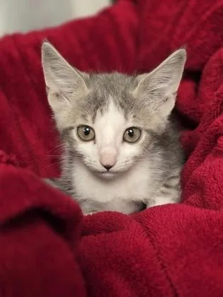 A baby small-sized female Domestic Short Hair cat named Sabrina for adoption in Houston, TX
