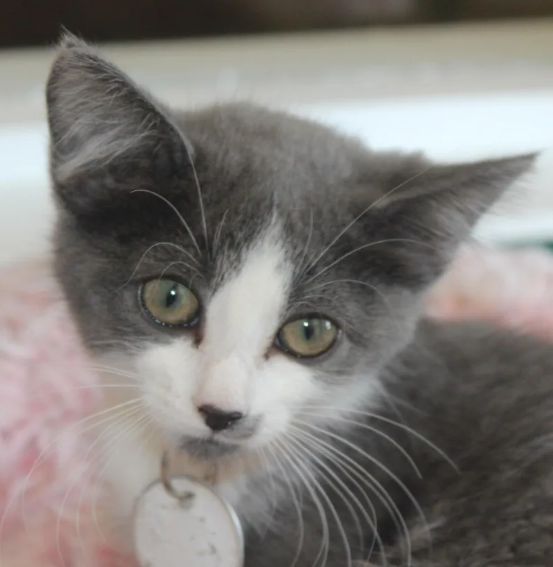 A baby medium-sized female Gray & White Domestic Short Hair cat named Biscuit for adoption in Huron, SD