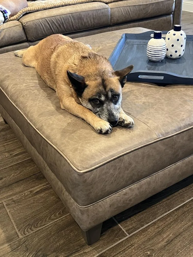 An adult medium-sized female Tricolor (Brown, Black, & White) Pomeranian dog named Marne for adoption in Frisco, TX