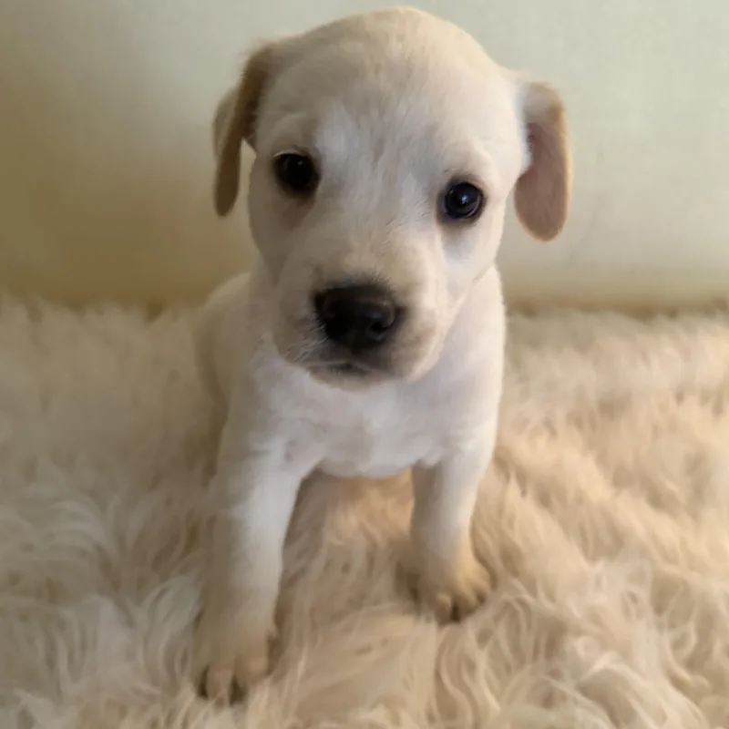 A baby medium-sized female Apricot / Beige American Staffordshire Terrier dog named Promise for adoption in Houston, TX