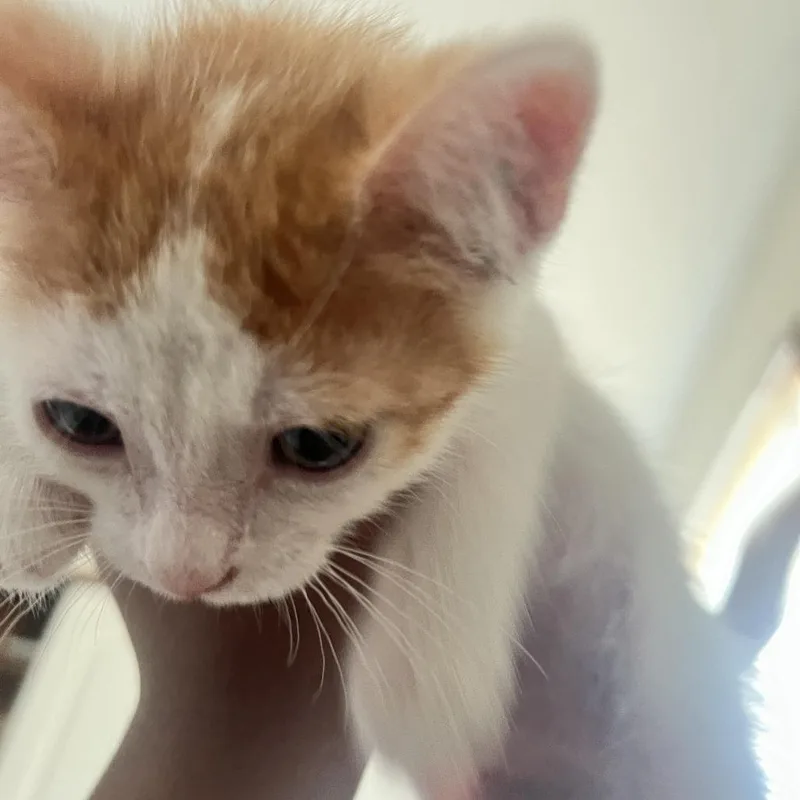 A baby small-sized male White Domestic Short Hair cat named Elliott C for adoption in Minnetonka, MN