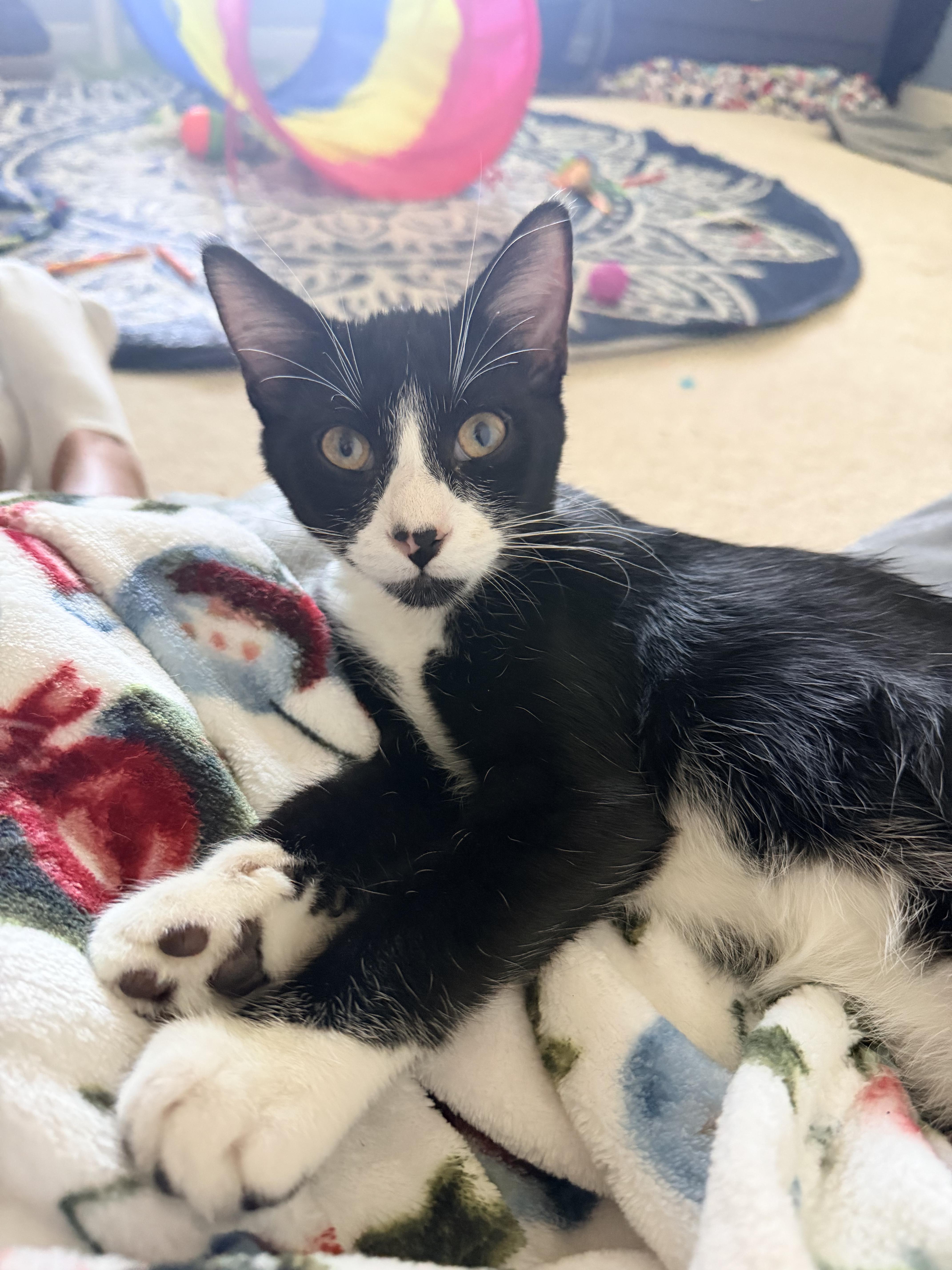 A young medium-sized male Black & White / Tuxedo Domestic Short Hair cat named Luca for adoption in Toledo, OH