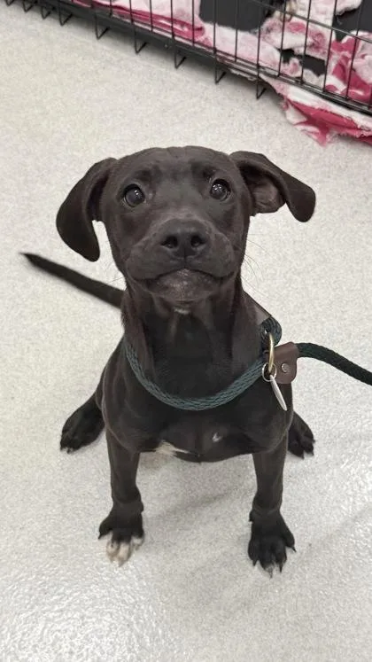 A young medium-sized female Terrier dog named Helena for adoption in Honolulu, HI