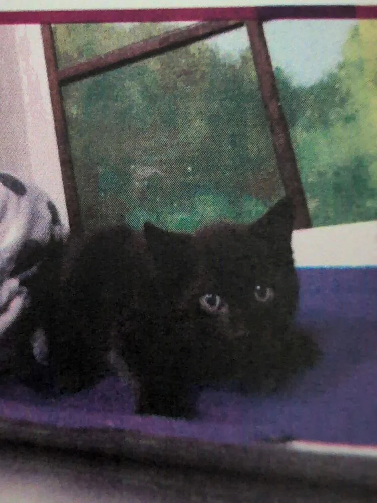 A baby small-sized female Black Domestic Short Hair cat named Phyllis for adoption in Parker, CO