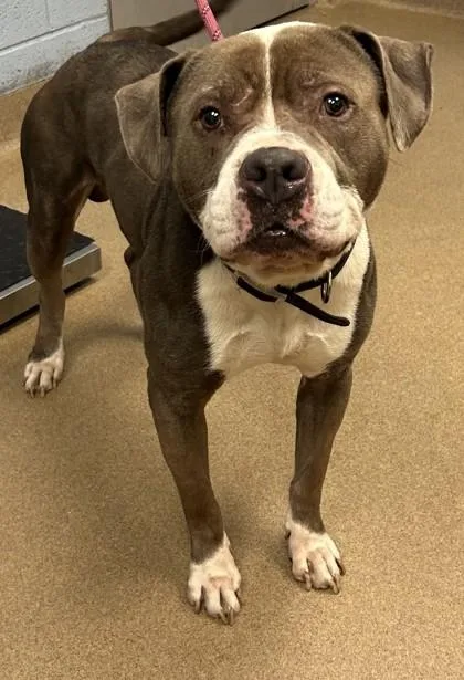 An adult large-sized male Mixed Breed dog named Bama for adoption in Chamblee, GA