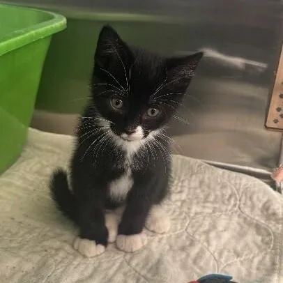 A baby medium-sized male Black & White / Tuxedo Domestic Short Hair cat named Hp for adoption in La Crescent, MN