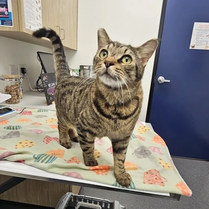An adult small-sized male Brown / Chocolate Domestic Short Hair cat named Chico for adoption in Las Vegas, NV