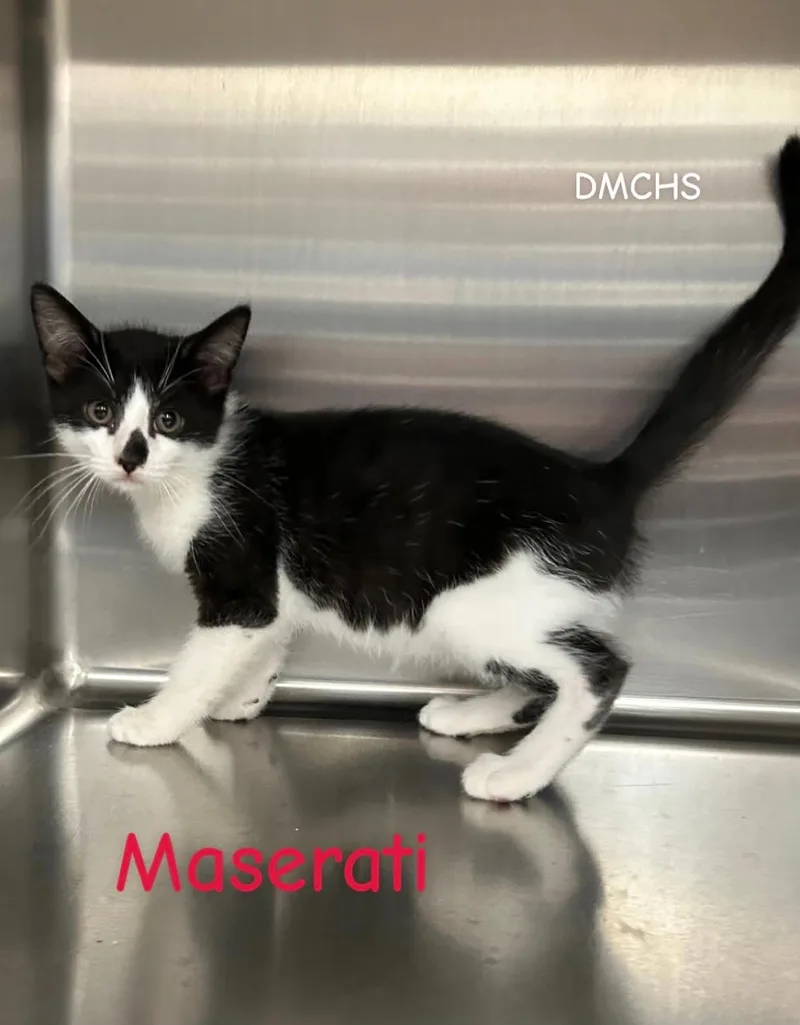 A baby small-sized male Domestic Short Hair cat named Maserati for adoption in Burlington, IA