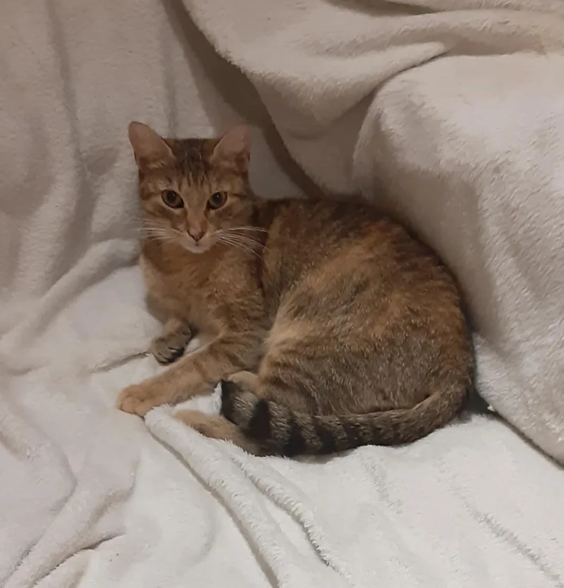 An adult medium-sized female Tabby (Brown / Chocolate) Domestic Short Hair cat named Take Off for adoption in North Babylon, NY