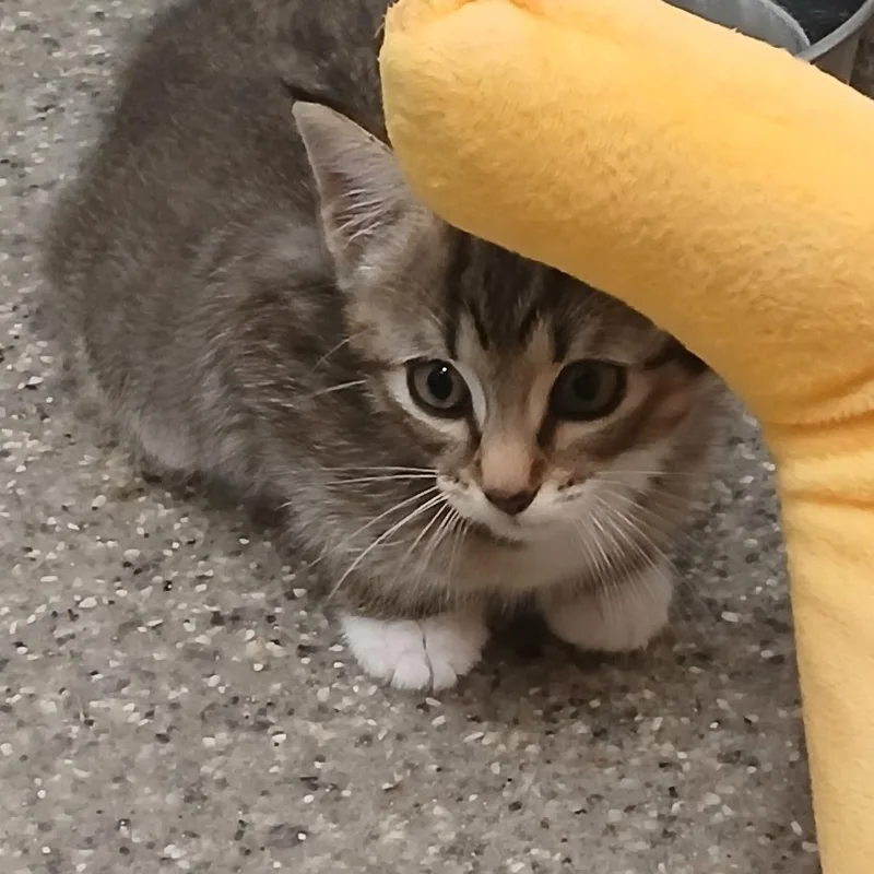 A baby small-sized male Gray / Blue / Silver American Shorthair cat named Sir Dunkin for adoption in Blue Ridge, GA