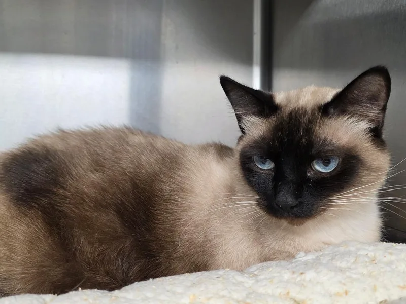 A young medium-sized male Siamese cat named Whiskers for adoption in Camden, TN